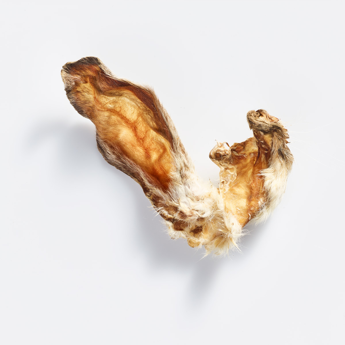 2515_AKUT_81217_RabbitEarsw.Hair-web